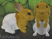 BB Bunny - Dipana Gold - F - continued in description