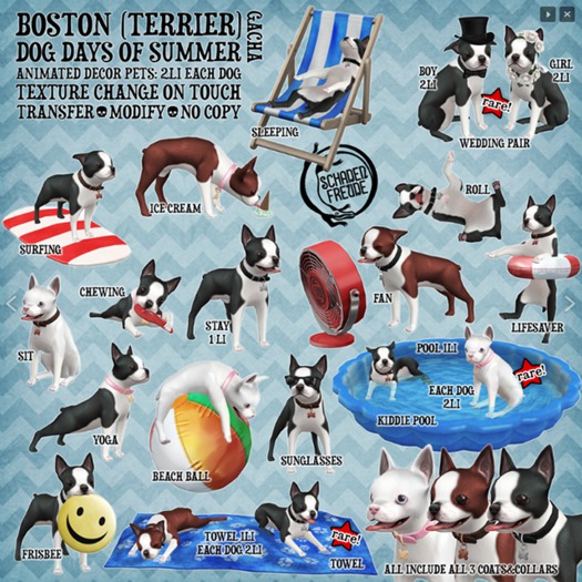 Schadenfreude Boston Dog Days of Summer Stay
