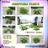 Full Perm Mesh schefflera plants 