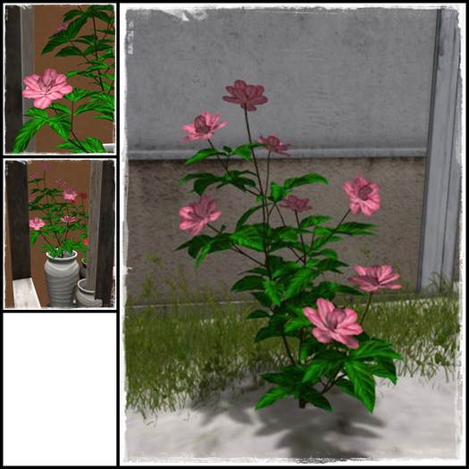 FC- Full Perm Mesh chinese Roses Bush