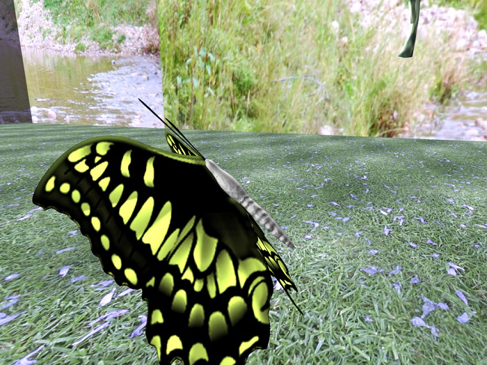 {Papillon} Fe/Sma/Nor/Fey/Butterfly Cocoon