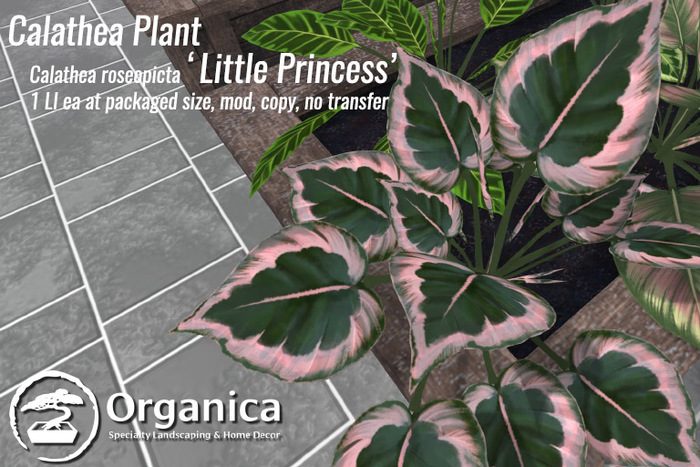 calathea ornata kaufen Calathea Beauty Star | Buy Online - Pet-Friendly & Low-Light Plant 6