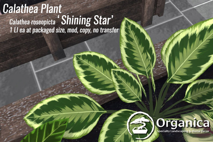 Second Life Marketplace - [ Organica ] Calathea Plant (Shining Star)
