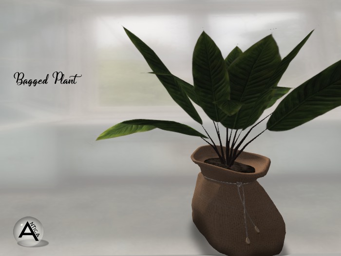 ANTICA Bagged Plant