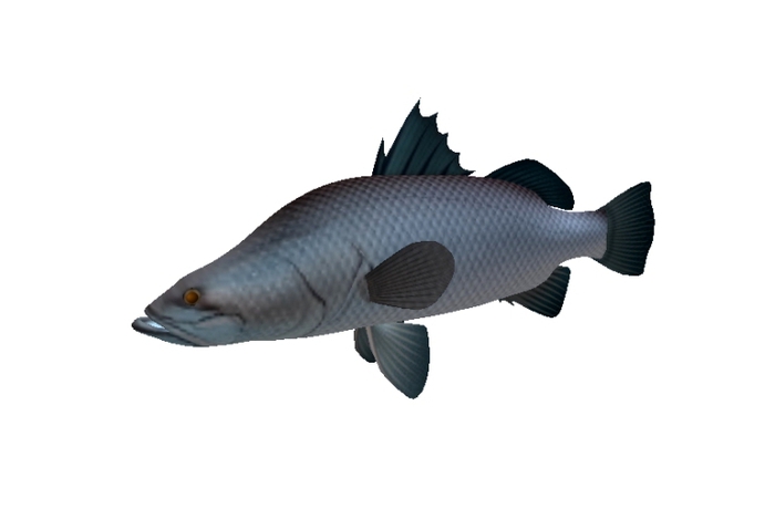Mesh Barramundi Fish swims in circle !