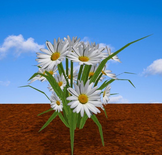 Daisies Bouquet for garden, as a gift or pretty table decoratio