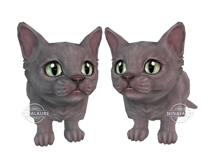 munchkin cat pret