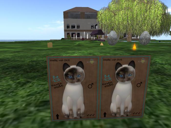 KittyCatS Box - twin male kittens 1