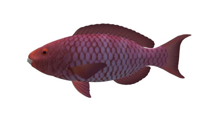 Mesh Pink Tropical Fish swims in circle !