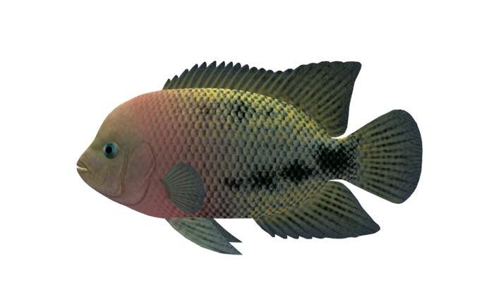 Mesh Redhead Fish swims in circle !