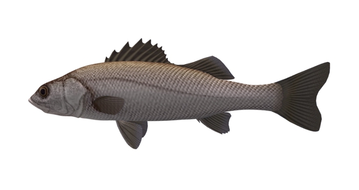 Mesh Sea Bass swims in circle !