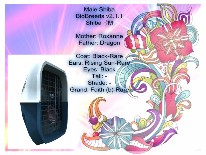 BB Shiba Box-Male