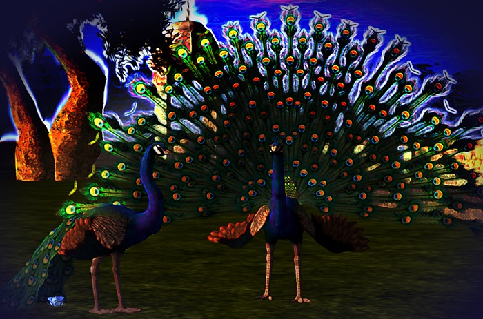 2017-04 Pretty Peacocks (boxed)