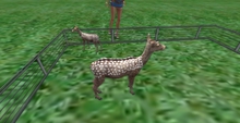 ..GBH:. wanderer baby deer fawn siblings