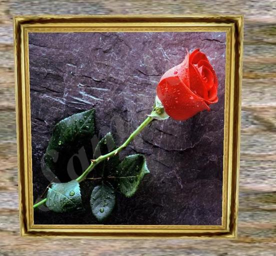Long Stem Red Rose Picture 