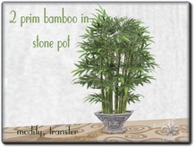 2 prim BAMBOO in stone pot MT