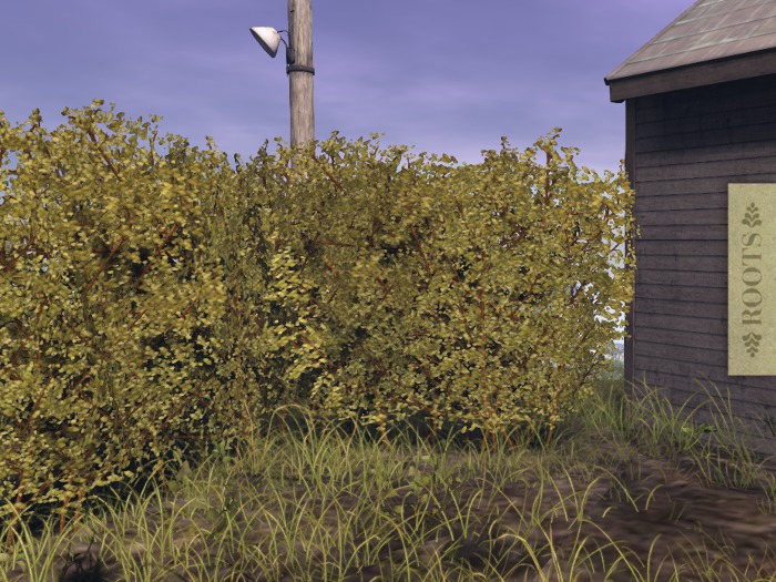 l ROOTS l  Backyard Hedge