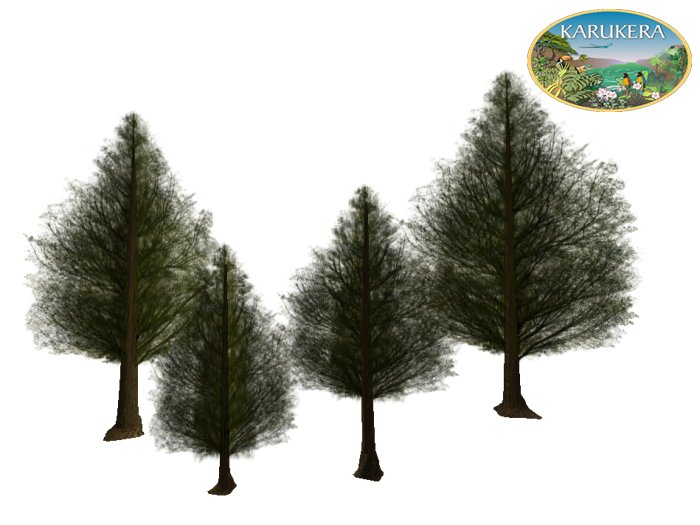 Karukera Forest Pine trees