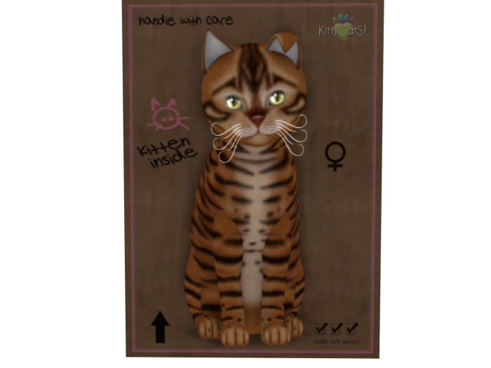 KittyCatS Box - 8 T - Toyger - Caramel