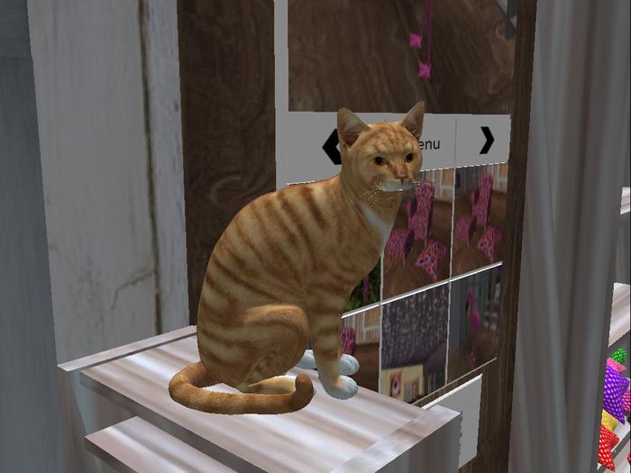 Barney the Grateful Tip Cat