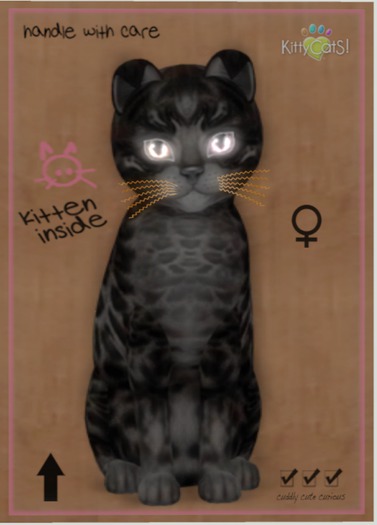 KittyCatS Box - Bengal - Black