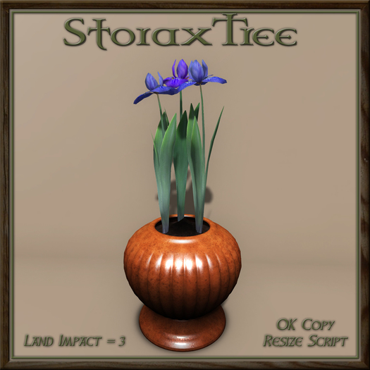 Potted Iris A