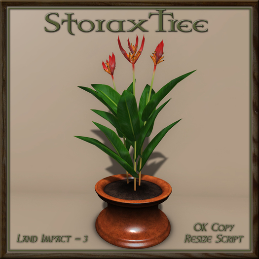 Potted Parrot Plant C