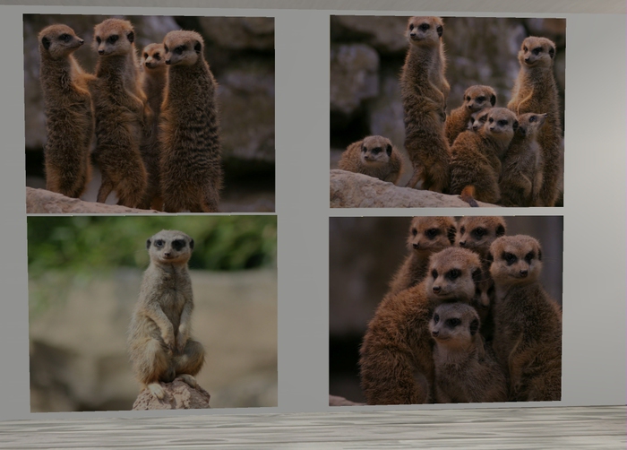 Erdmaennchen - Meerkat  Pets - Animals - 4 Pictures as Texture