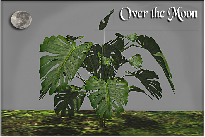 Philodendron Jungle Plant Over the Moon