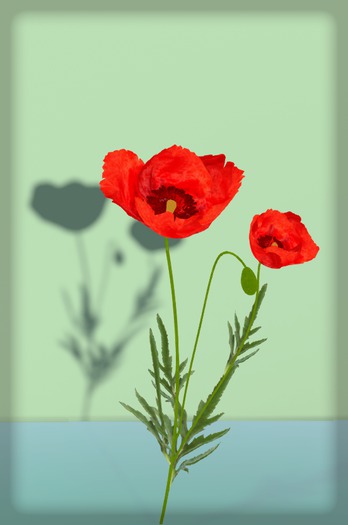 Poppy two - High Detail