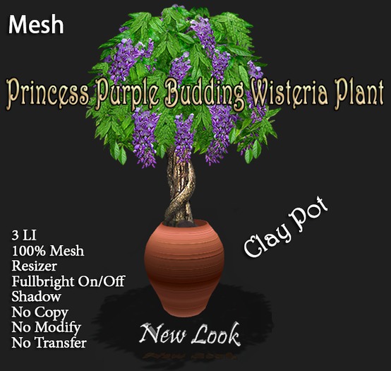 Princess Purple Budding Wisteria Tree #5 Clay Pot - Boxed