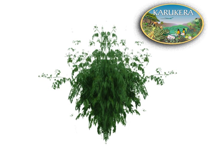 plant - tropical - 2c