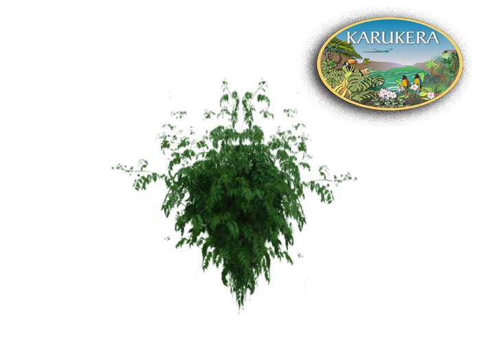 plant - tropical - 2d