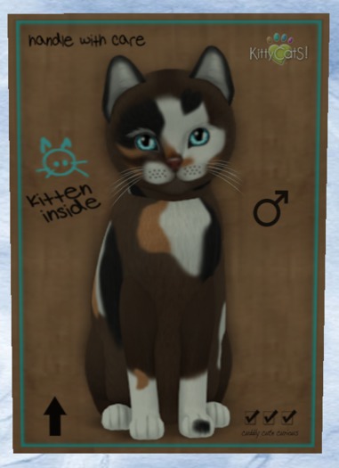 KittyCatS Box - New Born Kitten