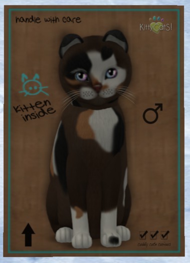 KittyCatS Box - New Born Kitten