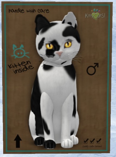 KittyCatS Box - New Born Kitten