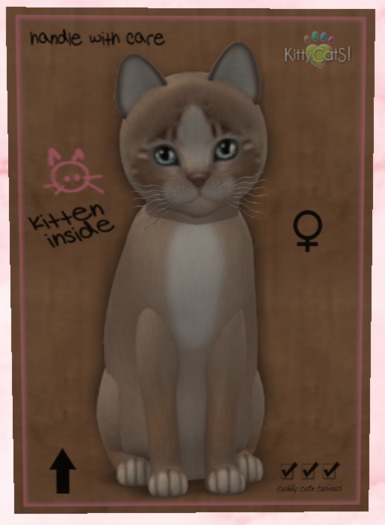 KittyCatS Box - New Born Kitten