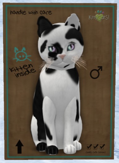 KittyCatS Box - New Born Kitten