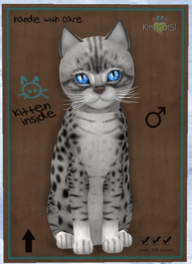 KittyCatS Box - New Born Kitten