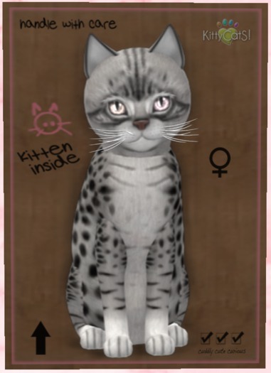 KittyCatS Box - New Born Kitten