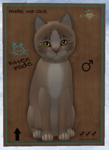 KittyCatS Box - New Born Kitten