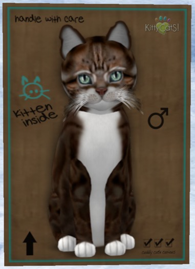 KittyCatS Box - New Born Kitten