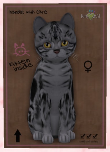 KittyCatS Box - New Born Kitten