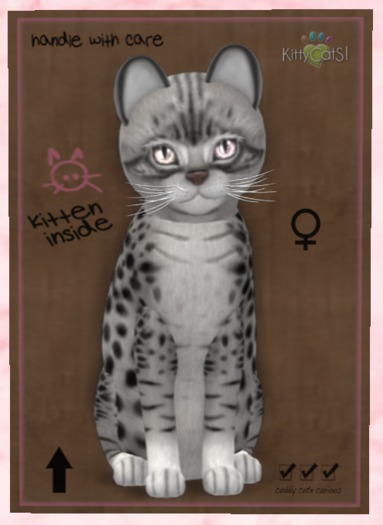 KittyCatS Box - New Born Kitten