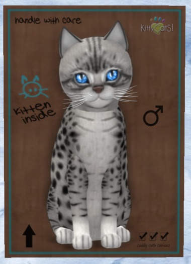 KittyCatS Box - New Born Kitten