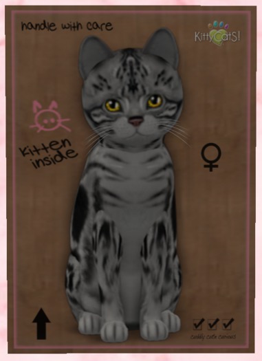 KittyCatS Box - New Born Kitten