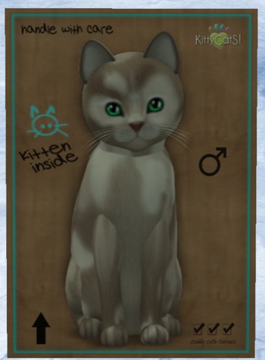 KittyCatS Box - New Born Kitten