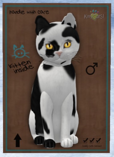KittyCatS Box - New Born Kitten