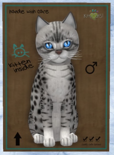 KittyCatS Box - New Born Kitten