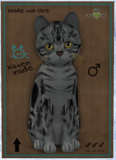 KittyCatS Box - New Born Kitten